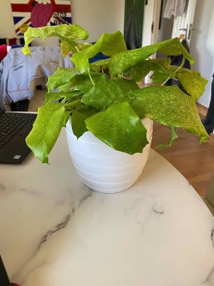 Photo of free Small houseplant (Slough SL3) #1