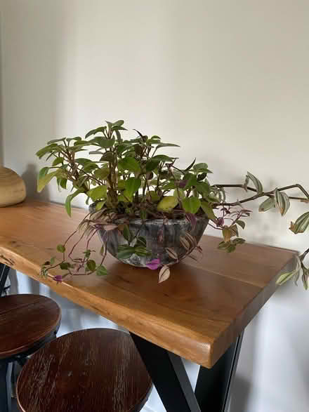 Photo of free Indoor houseplant (Slough SL3) #1