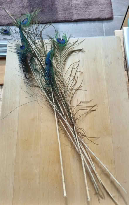 Photo of free a few peacock feathers (Eaton NR4) #3