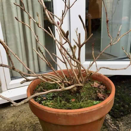 Photo of free Two Hydrangea Plants (Eaton NR4) #1