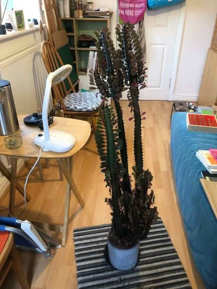 Photo of free Cactus (Leighton Buzzard) (Leighton Buzzard LU7) #1