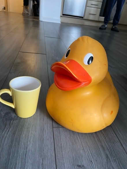Photo of free Large plastic duck (Finnieston, Glasgow, G3) #3