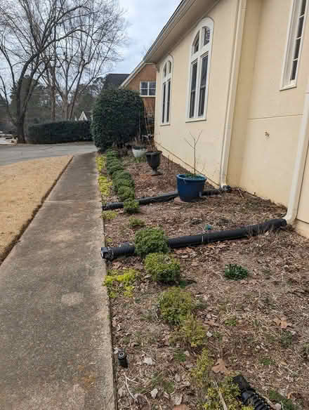 Photo of free Soft touch holly bushes (Sandy Springs) #2