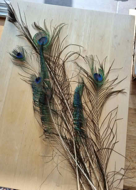 Photo of free a few peacock feathers (Eaton NR4) #2