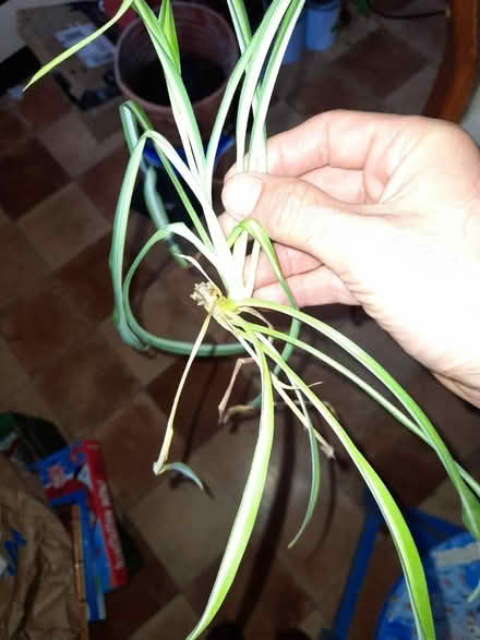 Photo of free Spider plants (Upper oldfield park) #4