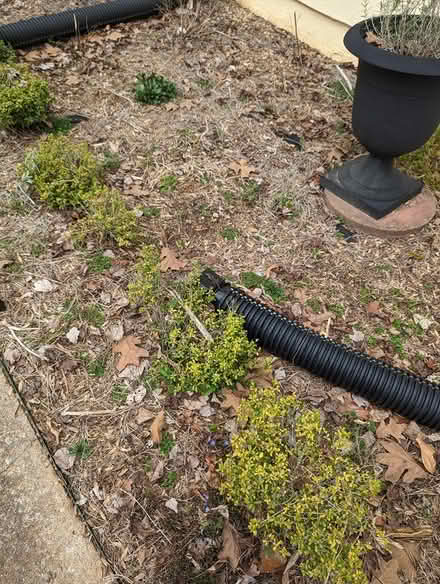 Photo of free Soft touch holly bushes (Sandy Springs) #3