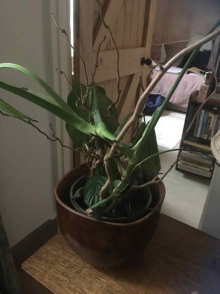 Photo of free Plants x 2 (Wells, BA5) #2