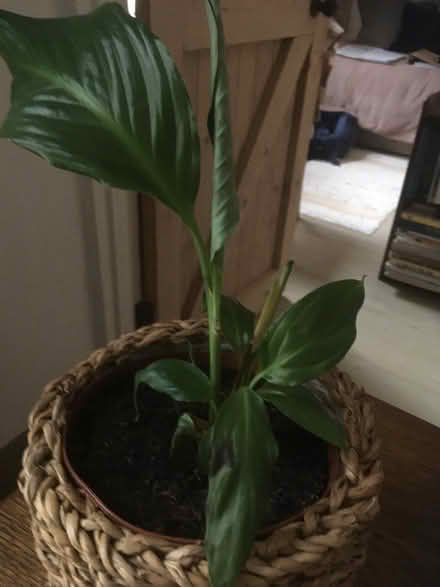 Photo of free Plants x 2 (Wells, BA5) #3