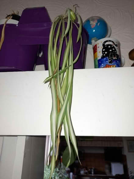 Photo of free Spider plants (Upper oldfield park) #2