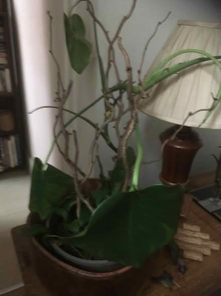 Photo of free Plants x 2 (Wells, BA5) #1