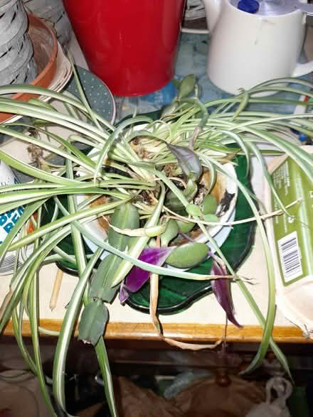 Photo of free Spider plants (Upper oldfield park) #1