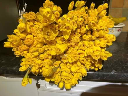 Photo of free Too many dafodiles (SW12) #1