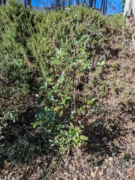 Photo of free 5' tea olive schrub (Sandy Springs) #1