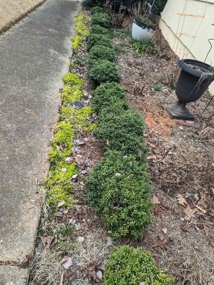 Photo of free Soft touch holly bushes (Sandy Springs) #1