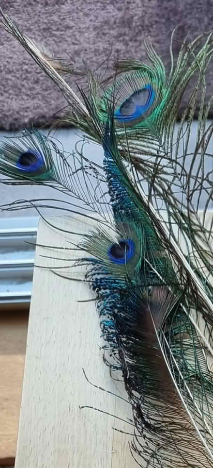 Photo of free a few peacock feathers (Eaton NR4) #1