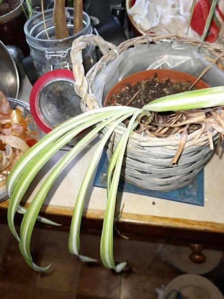 Photo of free Spider plants (Upper oldfield park) #3