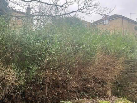 Photo of free Mature hedge (Riddlesden) #2