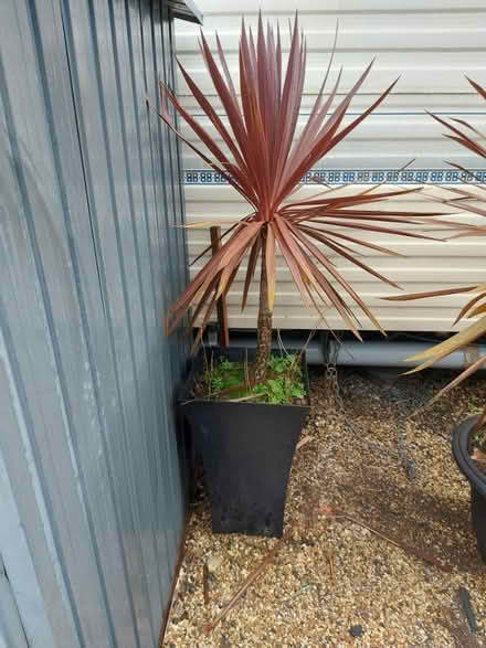 Photo of free Cordaline plants (Littlehampton) #2