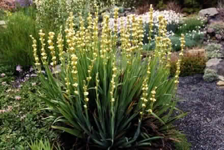 Photo of free Plants (Langford SG18) #1