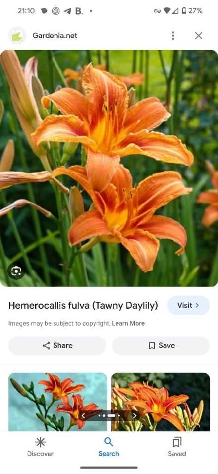 Photo of free Daylillies (Normanton, Derby) #2
