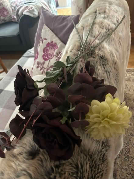 Photo of free Decorative flowers (Hampden Park BN22) #3
