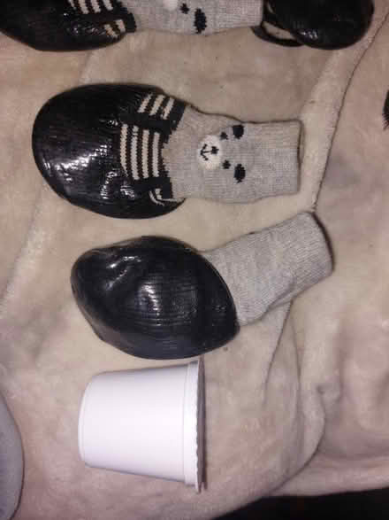 Photo of free Medium sized dog shoes/ socks (Jamaica new york) #3