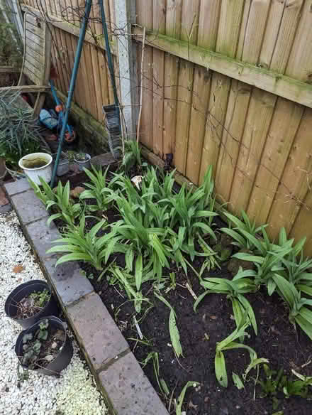 Photo of free Daylillies (Normanton, Derby) #1