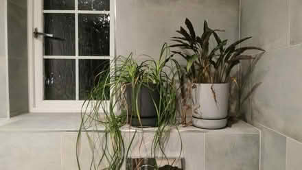 Photo of free Two plants (Harrow Weald HA3) #1