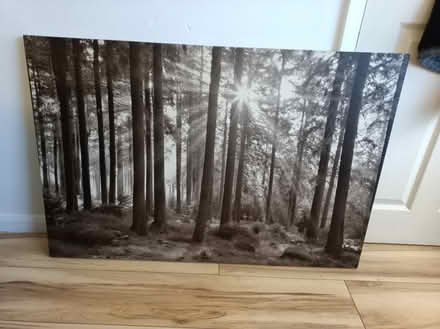 Photo of free Canvas woodland picture, large (North Anston, S25) #2