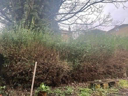 Photo of free Mature hedge (Riddlesden) #1