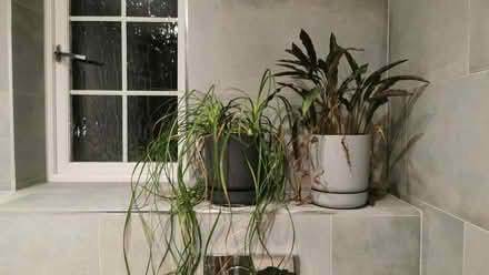 Photo of free Two plants (HA3 Harrow) #1
