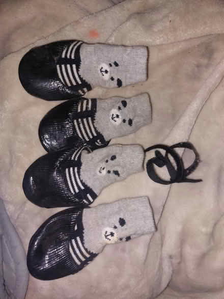 Photo of free Medium sized dog shoes/ socks (Jamaica new york) #1
