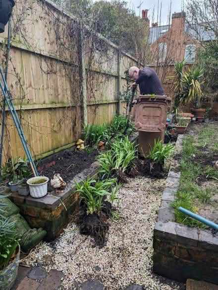 Photo of free Daylillies (Normanton, Derby) #3