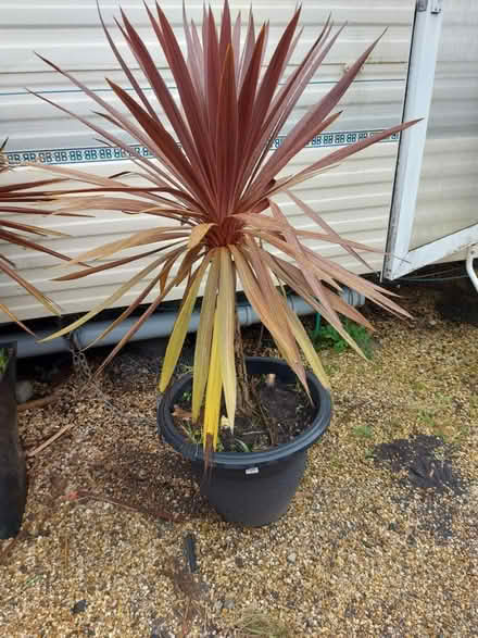 Photo of free Cordaline plants (Littlehampton) #1