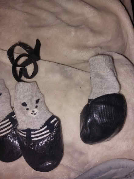 Photo of free Medium sized dog shoes/ socks (Jamaica new york) #2