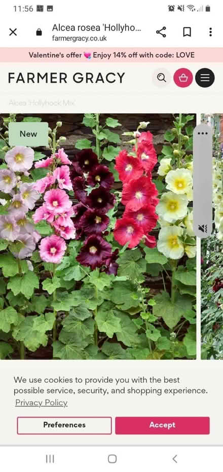 Photo of free Hollyhock seeds, lots of colours, some double flowers. (Kents Hill MK7) #1