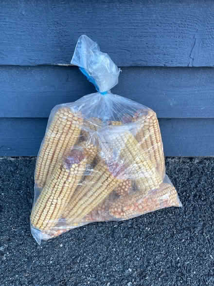 Photo of free Critter corn ear corn cobs (North Reston) #2