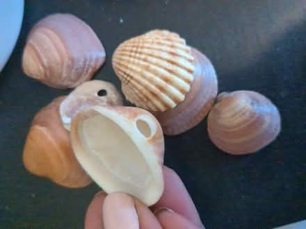 Photo of free Small handful of shells (Canning Town E13) #2