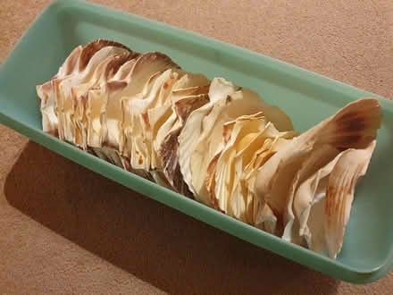Photo of free about 30 scallop shells (Maidstone ME14) #1