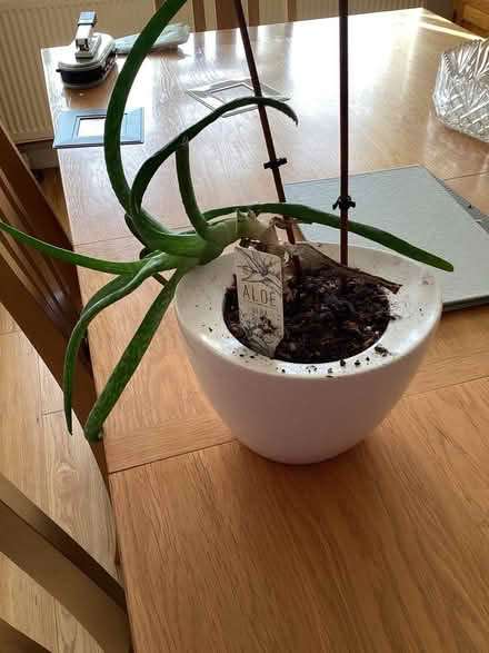 Photo of free Aloe Vera plant (Wickford) #1