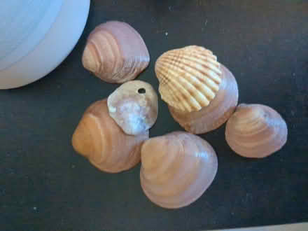 Photo of free Small handful of shells (Canning Town E13) #1
