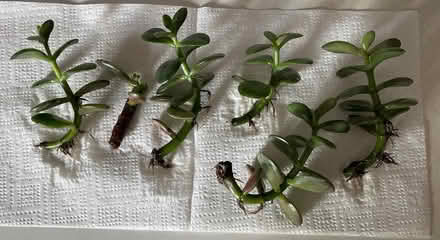 Photo of free Jade tree cuttings (Bloor Lansdowne) #1