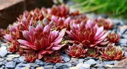 Photo of Succulent plants (ST3 Blurton) #1