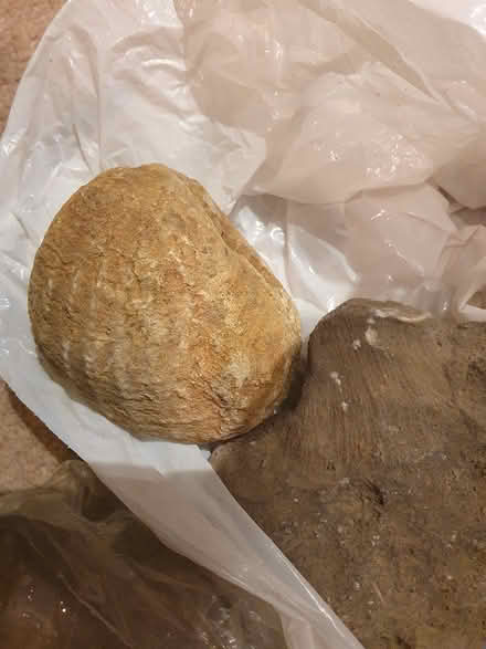 Photo of free bag of assorted fossils (Maidstone ME14) #1