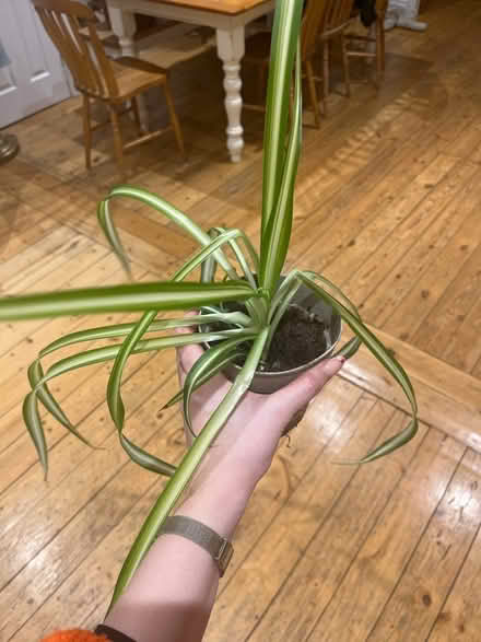 Photo of free Spider plant - in need of some TLC (Warwick (Nelson Lane) CV34) #1