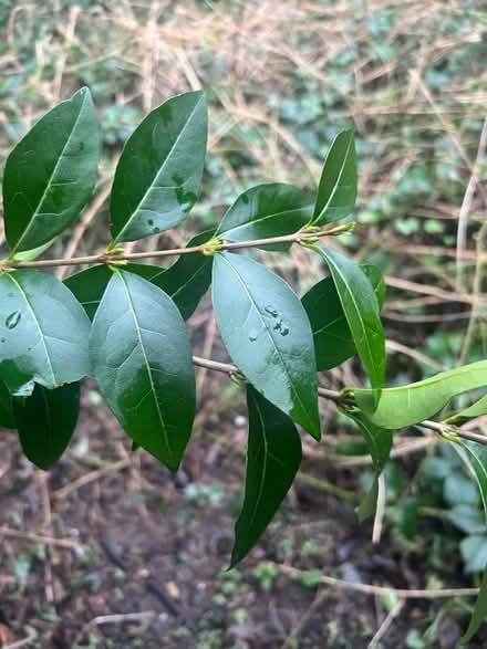 Photo of free Mature hedge (Riddlesden) #3