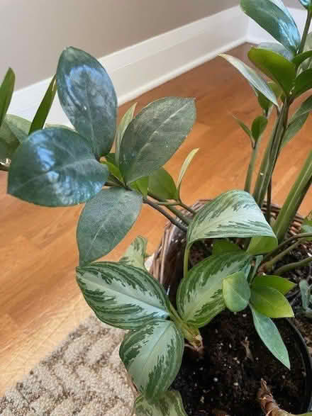 Photo of free House Plants (Highland Park Area) #2