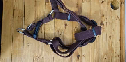 Photo of free Medium dog harness (little italy) #1