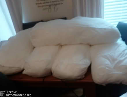 Photo of free Cushion fillers (Henbury) #4