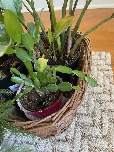 Photo of free House Plants (Highland Park Area) #1